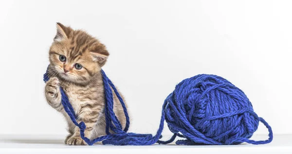 Brits Longhair Kitten Spelen Met Een Blauwe Wollen Pelotte — Stockfoto