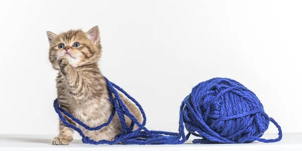 Brits Longhair Kitten Spelen Met Een Blauwe Wollen Pelotte — Stockfoto