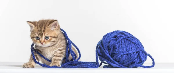 British Longhair Kitten Playing Blue Wool Pelotte — Stock Photo, Image