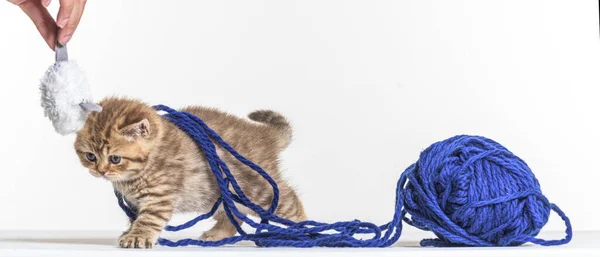 Brytyjski Longhair Kotek Zabawy Niebieski Wełna Pelotte — Zdjęcie stockowe