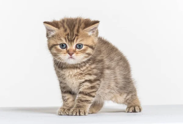 British Longhair Kitten White Paper Background — Stock Photo, Image