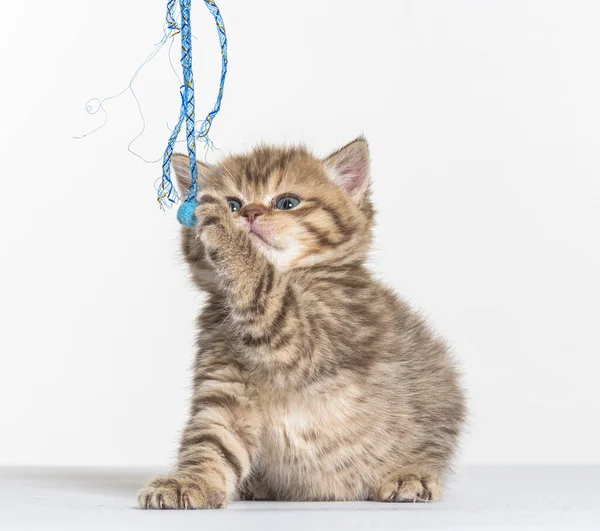 Brits Longhair Kitten Een Witte Papieren Achtergrond — Stockfoto