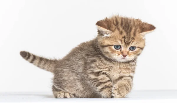 Beyaz Bir Arka Planda Ngiliz Uzun Saçlı Kedi Yavrusu — Stok fotoğraf