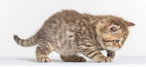 British Longhair Kitten White Paper Background — Stock Photo, Image