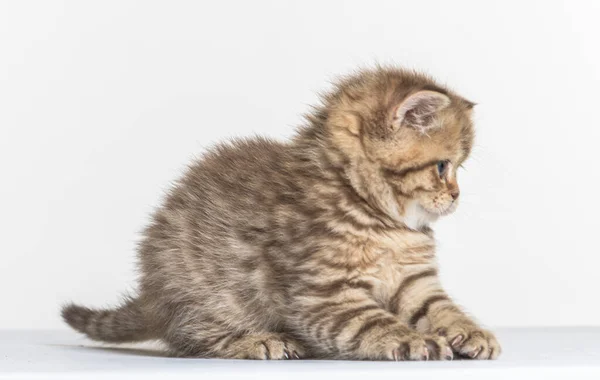 Britânico Longhair Gatinho Fundo Papel Branco — Fotografia de Stock