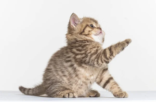 British Longhair Kitten White Paper Background — Stock Photo, Image