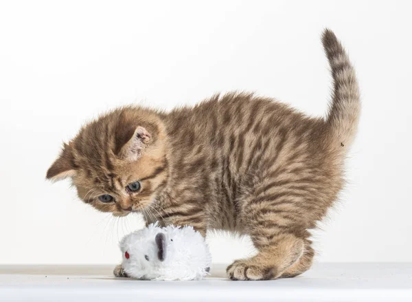 Beyaz Bir Arka Planda Ngiliz Uzun Saçlı Kedi Yavrusu — Stok fotoğraf