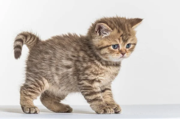 Britânico Longhair Gatinho Fundo Papel Branco — Fotografia de Stock