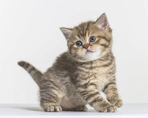 Britânico Longhair Gatinho Fundo Papel Branco — Fotografia de Stock