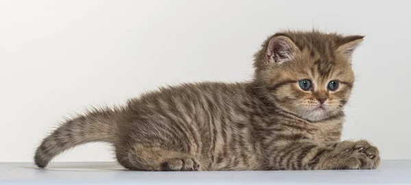 白い紙の背景に英国のロングヘア子猫 — ストック写真