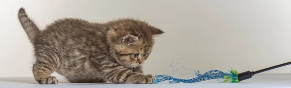 British Longhair Kitten White Paper Background — Stock Photo, Image