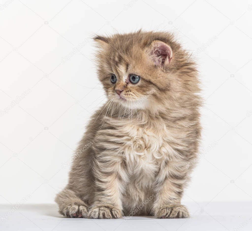 british longhair kitten on a white paper background