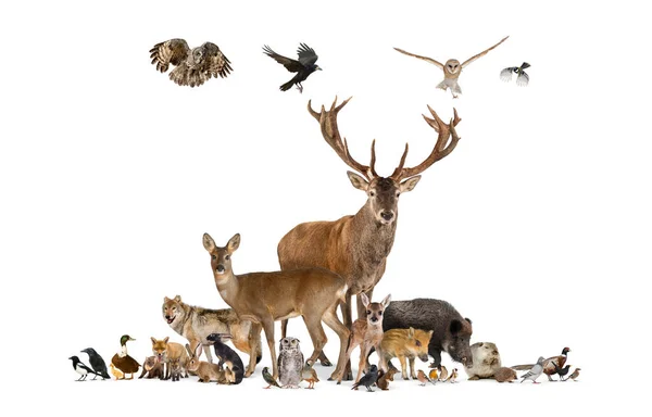 Μεγάλη Ομάδα Διαφόρων Ευρωπαϊκών Ζώων Κόκκινο Ελάφι Κόκκινη Αλεπού Πουλί — Φωτογραφία Αρχείου