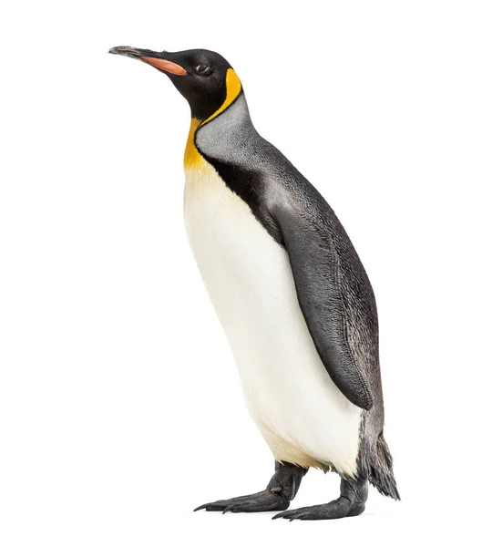 Vista Lateral Pinguim Rei Isolado Branco — Fotografia de Stock