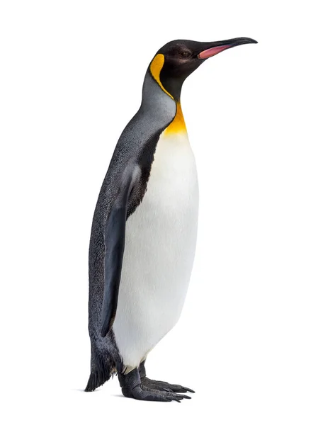 King Πιγκουίνος Στέκεται Μπροστά Από Ένα Λευκό Φόντο — Φωτογραφία Αρχείου