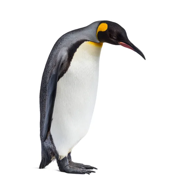 Король Пінгвін Стоїть Перед Дев Ятим Тлом — стокове фото