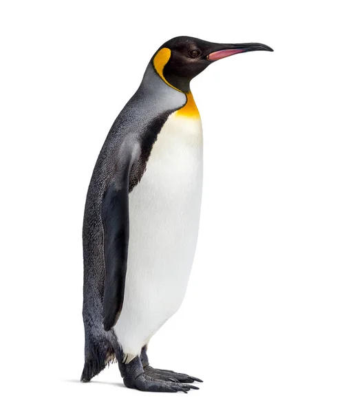 Rey Pingüino Pie Frente Fondo Blanco —  Fotos de Stock