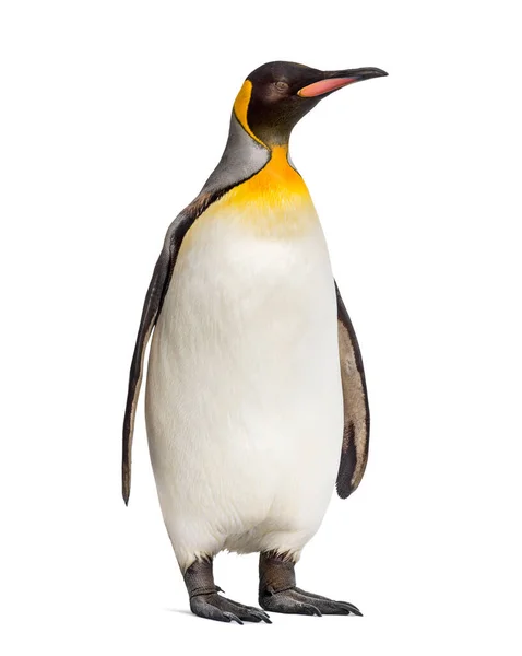 King Penguin Standing Front Awhite Background — Stock Photo, Image