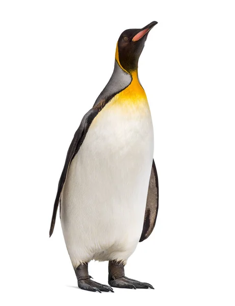 白地の前に立つペンギン王 — ストック写真