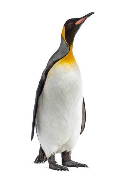 Король Пінгвін Стоїть Перед Дев Ятим Тлом — стокове фото