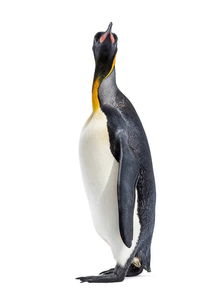 King Penguin Looking Isolated White — Stock Photo, Image