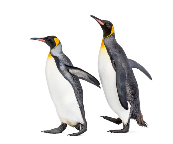 白に隔離されたペンギン王のカップル — ストック写真