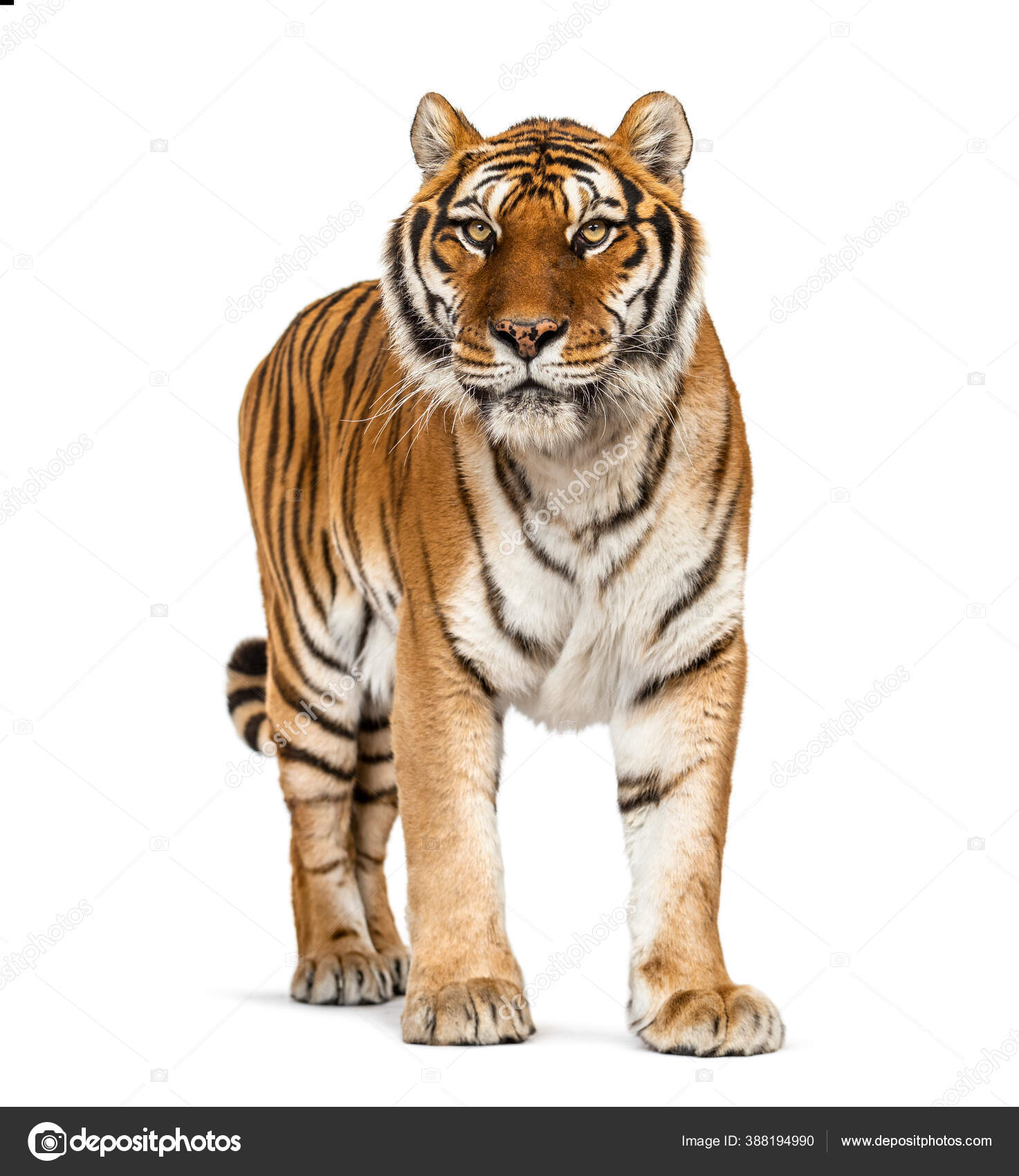 Tiger Standing Front White Background Stock Photo by ©lifeonwhite 388194990