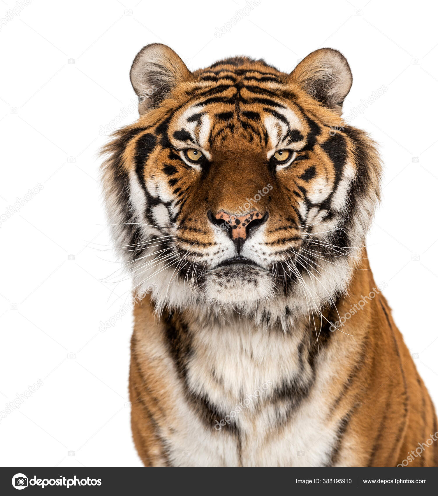 Portrait Tête Tigre Gros Plan Isolé Sur Blanc — Photo de stock par  ©lifeonwhite - 388195910, image size:1503x1700