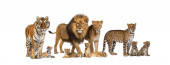 Картина, постер, плакат, фотообои "large group of many wild cats, cub and adult together in a row", артикул 388195836