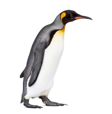 Beyaz renkte yalnız gezen bir penguenin yan görüntüsü.