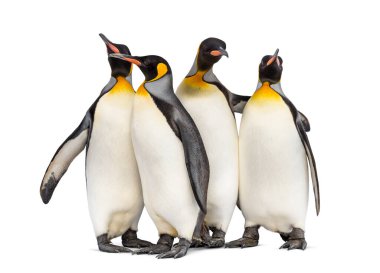 Birlikte kral penguen kolonisi, beyazlar üzerinde izole.