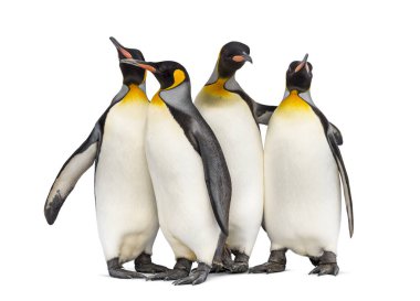 Colony of king penguins together, isolated on white clipart