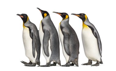 Colony of king penguins together, isolated on white clipart