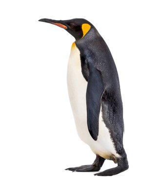 Beyaz renkte yalnız gezen bir penguenin yan görüntüsü.