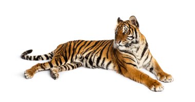 Kaplan bembeyaz yerde yatıyor.