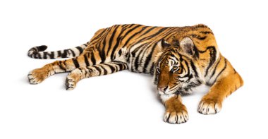 Kaplan bembeyaz yerde yatıyor.