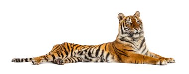 Kaplan bembeyaz yerde yatıyor.