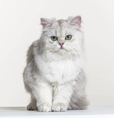 Beyaz bir arka planda İngiliz uzun saçı