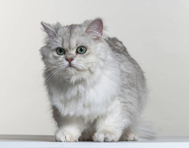 Beyaz bir arka planda İngiliz uzun saçı