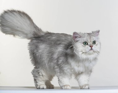 Beyaz bir arka planda İngiliz uzun saçı