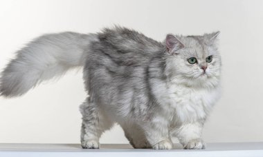 Beyaz bir arka planda İngiliz uzun saçı