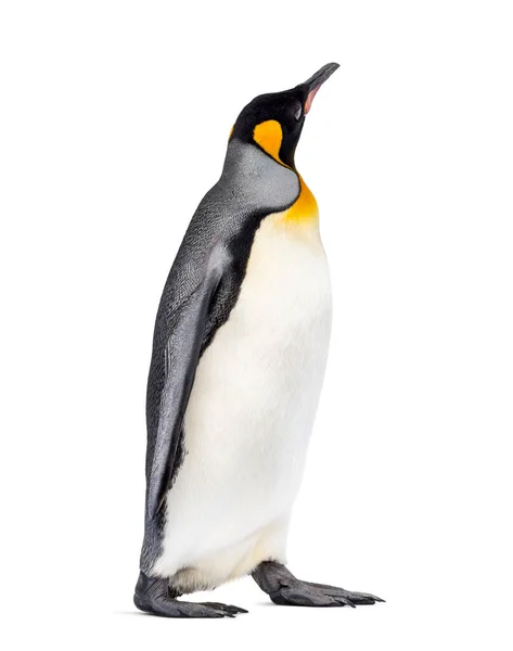 Seitenansicht Eines Königspinguins Beim Gehen Isoliert Auf Weißem Grund — Stockfoto