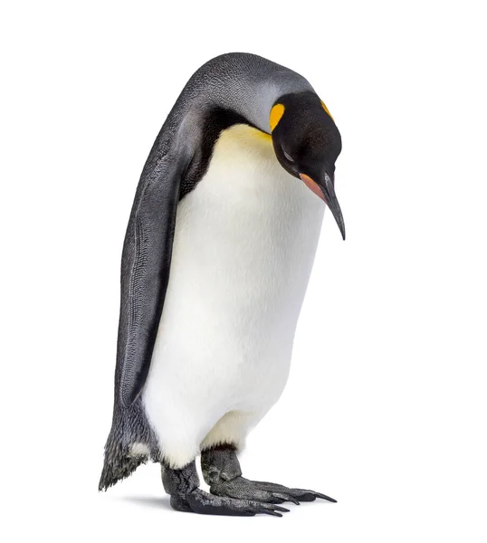 Стоящий Король Пингвин Смотрит Вниз Изолированный — стоковое фото