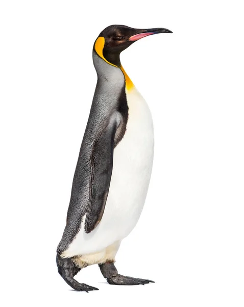 Side View King Penguin Walking Isolated White — Stock Photo, Image