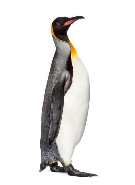 King Pingvin Står Framför Awhite Bakgrund — Stockfoto