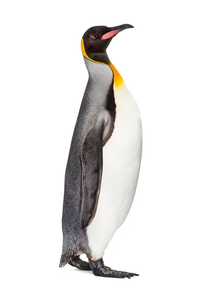 Vista Lateral Pingüino Rey Caminando Aislado Blanco — Foto de Stock
