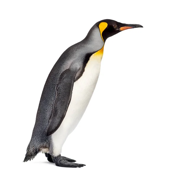 Rey Pingüino Pie Frente Fondo Blanco —  Fotos de Stock