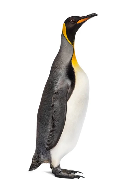 King Penguin Standing Front Awhite Background — Stock Photo, Image