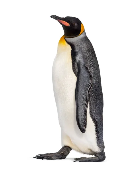 Вид Збоку Пінгвіна Йде Ізольований Білому — стокове фото