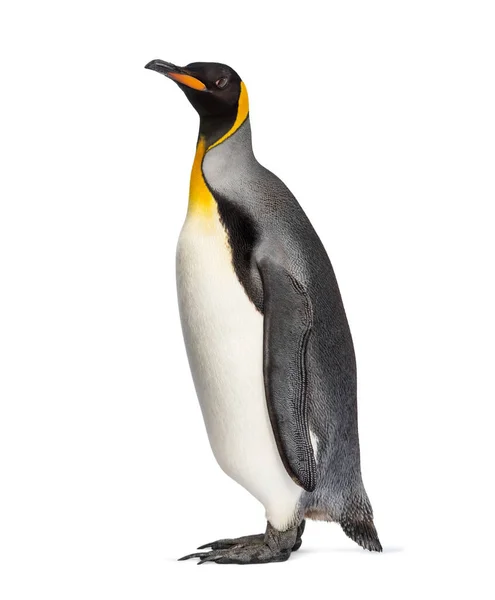Tučňák Královský Stojí Před Bílým Pozadím — Stock fotografie